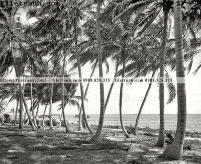 Tải file gốc Miami Monochrome_ 1910 (in tráng gương) cao cấpFile gốc Miami Monochrome_ 1910 (in ấn) phiên bản độc quyền