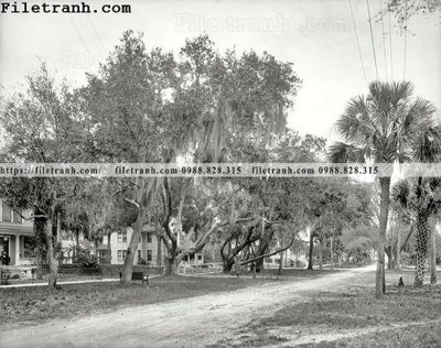 Hình ảnh gốc Oaks Aplenty_ 1904 (để in khổ lớn)