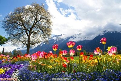 Chi tiết file gốc File gốc phong cảnh PC1029 (cho in tráng gương)