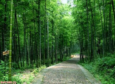 File PSD File gốc phong cảnh PC1032 (gốc) cho in quảng cáo