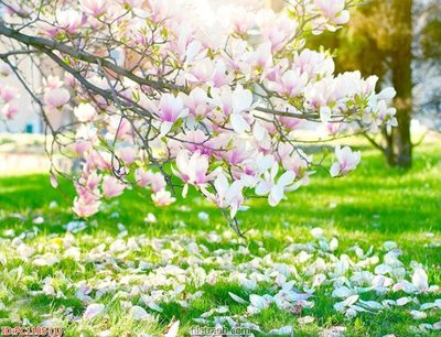 File gốc in mica File gốc phong cảnh PC1105 chất lượng