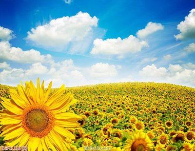 Download file File gốc phong cảnh PC1116 (gốc) in mica cao cấp