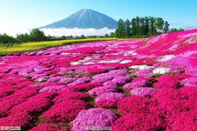 Tải file File gốc phong cảnh PC1131 (gốc) in trên mọi chất liệu