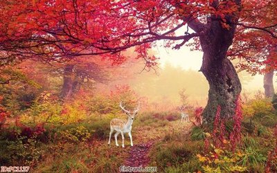 Download file gốc File gốc phong cảnh PC1137 (in lụa) cao cấp