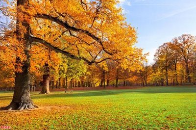 File in ấn cao cấp File tranh phong cảnh PC1251 (file gốc)