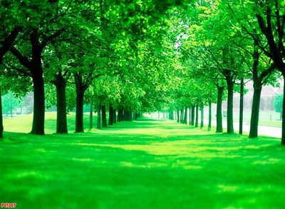 File gốc File tranh phong cảnh PC1307 (PNG) nền trong suốt