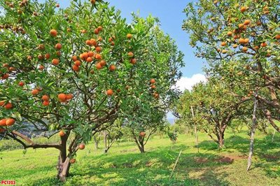 File in lụa File tranh phong cảnh PC1323 (hoa văn) File tranh phong cảnh PC1323