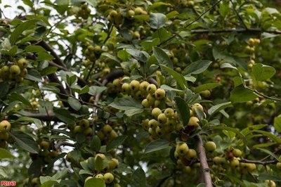 File tranh ảnh gốc File tranh phong cảnh PC1345 dùng cho in khổ lớn