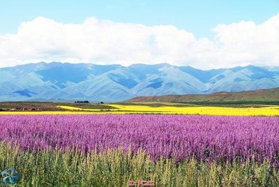 File ảnh File gốc phong cảnh PC202 (gốc) in PP, decal