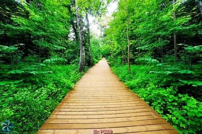 File gốc File gốc phong cảnh PC209 (in lụa) hoa văn cổ điển