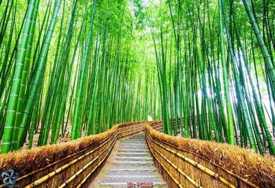 File gốc File gốc phong cảnh PC285 (in lụa) hoa văn cổ điển