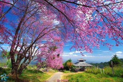 File gốc File gốc phong cảnh PC296 (cho in ấn) từ Filetranh.com