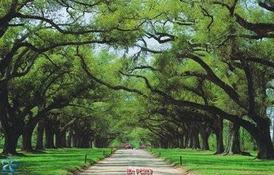 File gốc File gốc phong cảnh PC313 (dành cho trang trí nội thất)