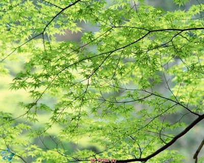 File in trần File gốc phong cảnh PC401 (bản gốc) hoa văn