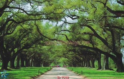 Download file gốc File gốc phong cảnh PC408 (in mica) trong suốt