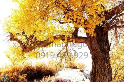 Chi tiết file tranh tráng gương File gốc phong cảnh PC435 (ảnh gốc)