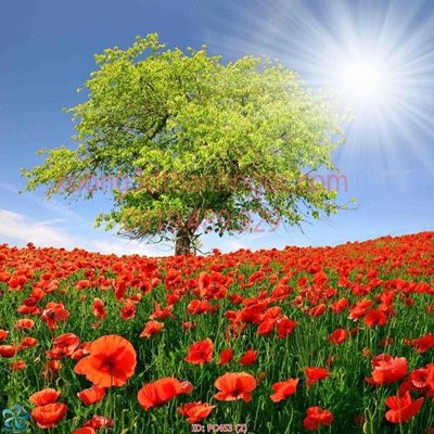 Tải file gốc File gốc phong cảnh PC453 (bản PSD) chỉnh sửa được