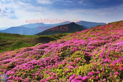 File PSD File gốc phong cảnh PC462 (bản gốc) dễ dàng edit