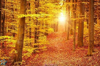 File in ấn cao cấp File gốc phong cảnh PC468 (file gốc)