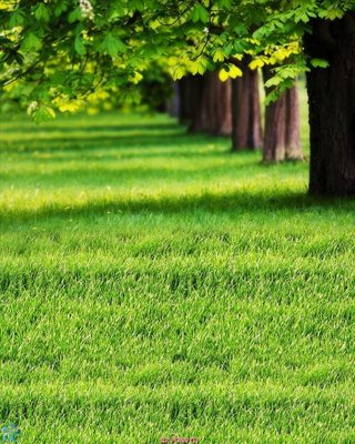 File gốc File gốc phong cảnh PC499 (in tráng gương) ốp tường