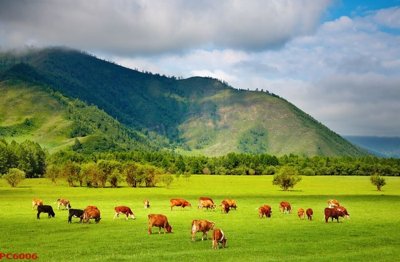 File gốc File tranh phong cảnh việt nam PC6006 (Filetranh.com) File tranh phong cảnh việt nam PC6006