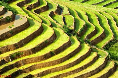 Tải file File tranh phong cảnh việt nam PC6119 (gốc) in trên mọi chất liệu