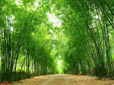 File gốc File tranh phong cảnh việt nam PC6124 (in lụa) tranh mã đáo