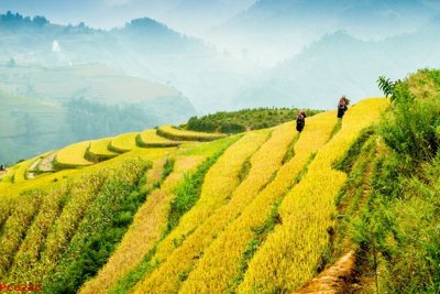 File PSD File tranh phong cảnh việt nam PC6226 (gốc) cho in quảng cáo