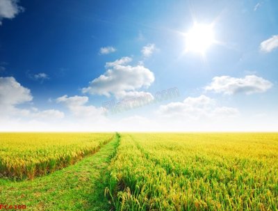 Download file gốc File tranh phong cảnh việt nam PC6300 (in lụa) tranh 3D