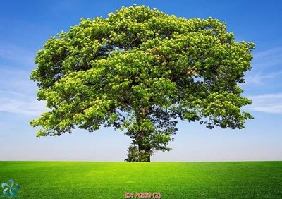 Tải file File gốc phong cảnh PC639 (ảnh gốc) file AI/EPS