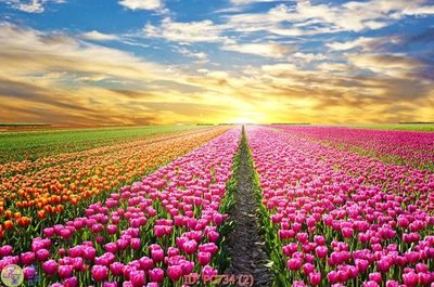 File gốc File gốc phong cảnh PC734 (in lụa) trang trí tường