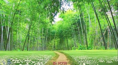 File in ấn File gốc phong cảnh PC738 (bản gốc) cao cấp