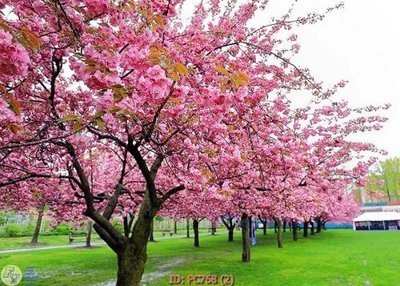 Tải file File gốc phong cảnh PC768 (PSD) cho in ấn quảng cáo