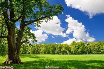 File ảnh File gốc phong cảnh PC803 (gốc) cho trang trí nội thất