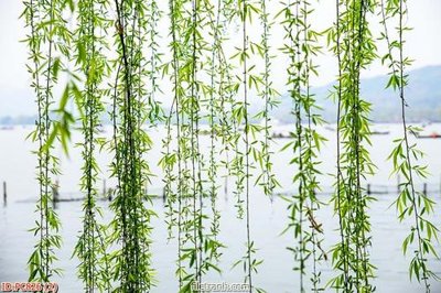 File gốc File gốc phong cảnh PC826 (cho in ấn) từ Filetranh.com