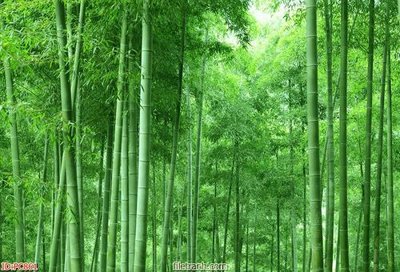 File ảnh File gốc phong cảnh PC861 (gốc) in Hiflex