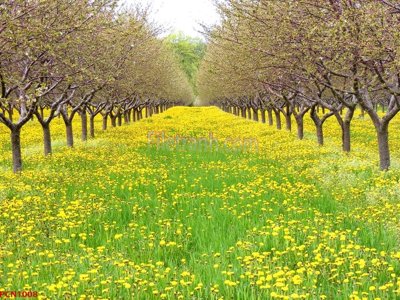 File gốc File tranh phong cảnh thiên nhiên PCN1008 (in tráng gương) ốp tường