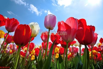 File in ấn File tranh phong cảnh thiên nhiên PCN1019 (bản gốc) sắc nét