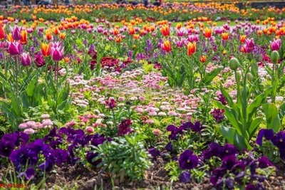 File tranh File tranh phong cảnh thiên nhiên PCN1033 (ảnh gốc) in trần 3D