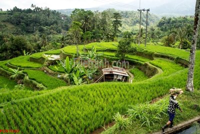 File ảnh File tranh phong cảnh thiên nhiên PCN1040 (gốc) cho trang trí nhà hàng