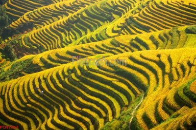 File gốc File tranh phong cảnh thiên nhiên PCN1063 (chuẩn CMYK) cho nhà in