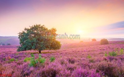 Chi tiết file gốc File tranh phong cảnh thiên nhiên PCN1104 (cho in tráng gương)