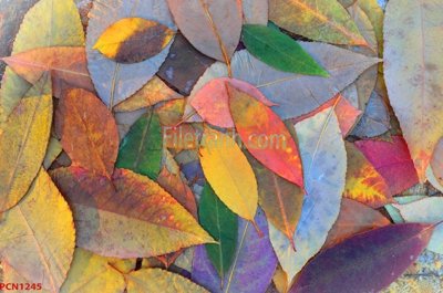 Tải file gốc File tranh phong cảnh thiên nhiên PCN1245 (in khổ lớn) không vỡ