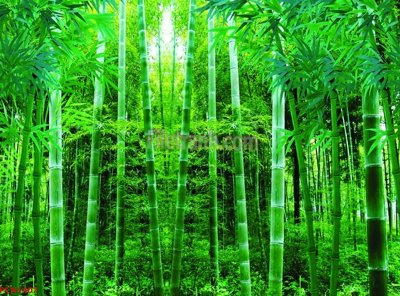 Mua file gốc File tranh phong cảnh thiên nhiên PCN1407 (in ấn) tại Filetranh.com