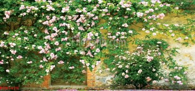 File tranh File tranh phong cảnh thiên nhiên PCN1479 (gốc) in vải canvas