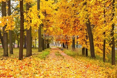 Tải file File tranh phong cảnh thiên nhiên PCN1566 (gốc) làm tranh trang trí