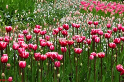 Tải file File tranh phong cảnh thiên nhiên PCN1575 (gốc) làm tranh treo tường