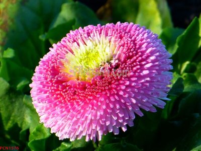 Tải file File tranh phong cảnh thiên nhiên PCN1576 (gốc) làm file quảng cáo