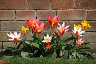 File in lụa File tranh phong cảnh thiên nhiên PCN1586 (chất lượng cao) File tranh phong cảnh thiên nhiên PCN1586