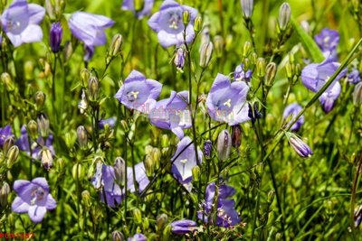 Tải file gốc File tranh phong cảnh thiên nhiên PCN1587 (bản PSD) gốc